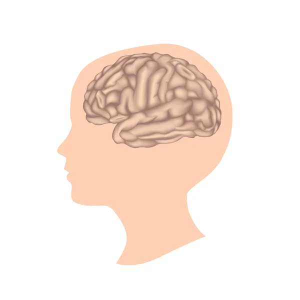 Menselijk brein silhouet — Stockvector