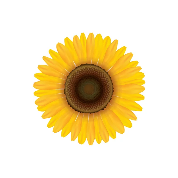 Zonnebloem. Zomer bloem — Stockvector
