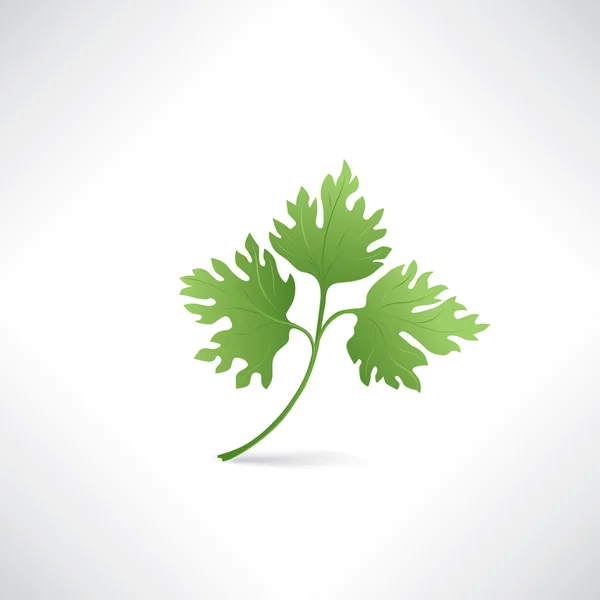 Perejil verde fresco — Vector de stock