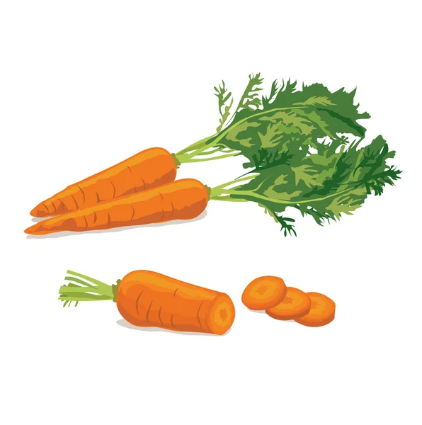 Trois carottes mûres — Image vectorielle