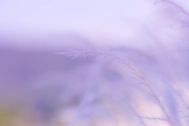 beautiful fower pattern on soft light background