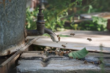 Bal arıları su içer. 