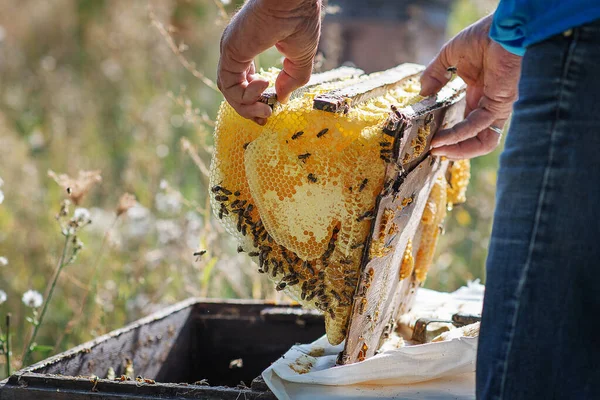 Beekeeper Hands Work His Apiary Honeycomb Beehive — Stock Photo, Image