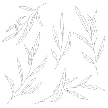 Minimalizm çizimi. Yaprak vektörü bir çizgi sanatı. Botanik Taslak Vektör Çizimi. Doğa vektörü çizimi. Posterler, duvar sanatı gibi ev dekorları için.