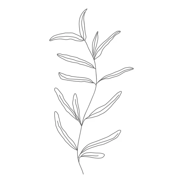 Minimalisme Gambar Garis Vektor Daun Satu Baris Seni Botani Sketch - Stok Vektor