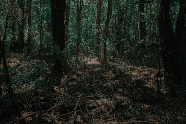 Deep Forest Patagonia — Stock Photo, Image