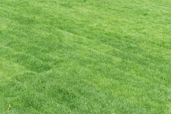 Walcowanie trawnika — Zdjęcie stockowe