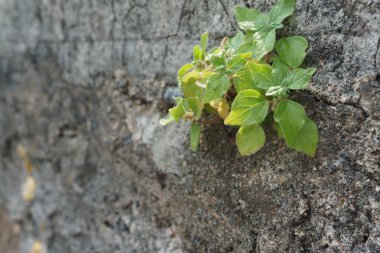 Bir duvar bir boşlukta büyüyen yeşil bitki
