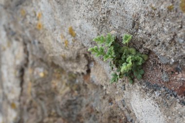 Bir duvarda büyüyen küçük yeşil bitki