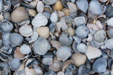 Arka plan doku eski midye kabukları