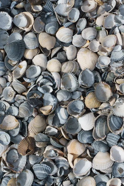 Alte verwitterte Überreste von Muscheln — Stockfoto