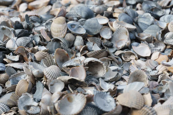 Arka plan doku kırık deniz kabuklarını