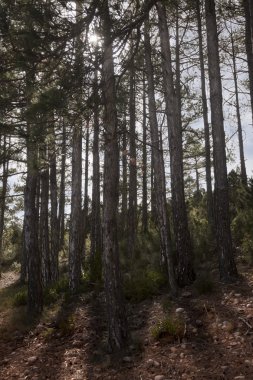 Beceite dağlarında