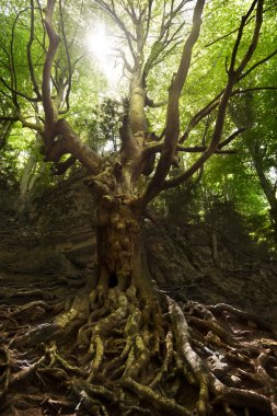 Babası kayın. Tortosa bağlantı noktaları