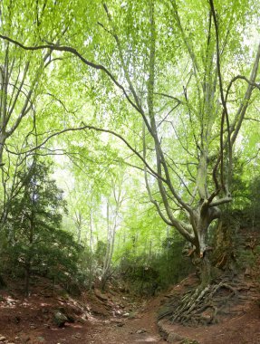 Babası kayın. Bağlantı noktası de Tortosa