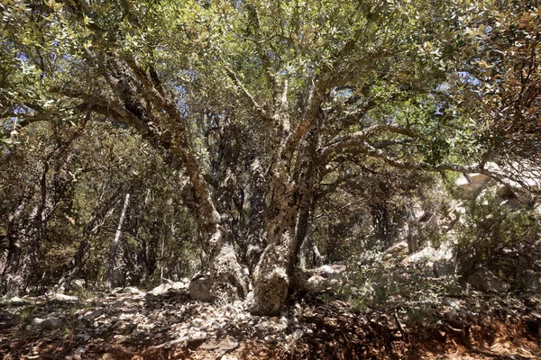 Pointilizm ağaç. Teruel ilinde
