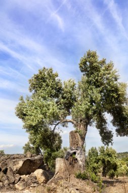 Zeytin ağacı. Teruel