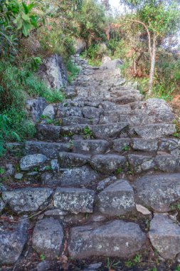 Inca 'nın Machu Picchu' ya giden yolu yürüyerek 15 gün geçiriyor. Genç bir adam ormanda Aguas Calientes 'e doğru yürüyor.