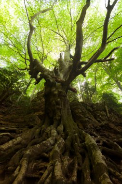Los Ports doğal parkı. Tarragona vilayeti. İspanya