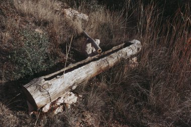 Çiftlik hayvanları için çeşme