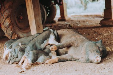 Domuz dişi domuzcuklarını emziriyor.