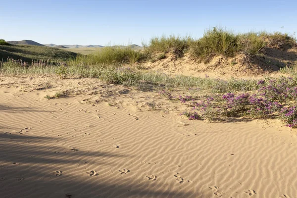 Gobiöknen Mongoliet Dyster Bild — Stockfoto