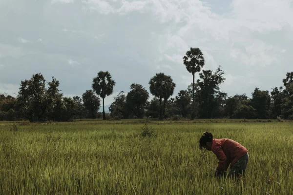 Don Khon Laos Juli 2009 Tijdens Het Moessonseizoen Kunnen Boeren — Stockfoto