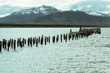 Eski bir iskelenin kalıntıları, şimdi de deniz kuşları için dinlenme yeri. Puerto Natales, Şili Patagonya.