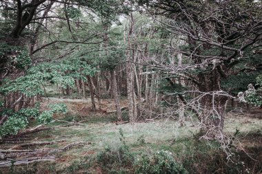 Perito Moreno Buzulu çevresindeki Patagonya ormanları