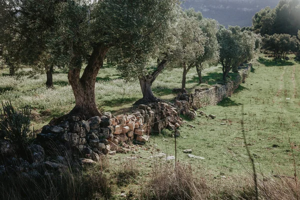 Sztuka Budowania Murów Suchego Kamienia Tradycyjna Obszarach Wiejskich Chorwacji Cypru — Zdjęcie stockowe