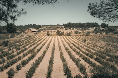 Matarranya 'daki tarlalar. Teruel bölgesi. İspanya