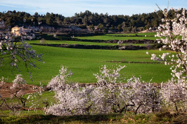 Las Almendras Florecen Valderrobres Matarranya Teruel — Foto de Stock