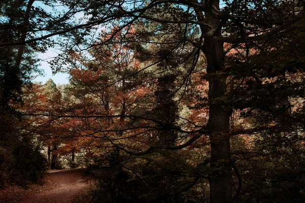Осень Буковых Деревьях Природного Парка Лос Портс Сения — стоковое фото