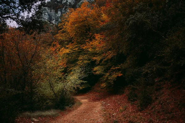 Outono Nas Árvores Faia Parque Natural Los Ports Senia Catalunha — Fotografia de Stock