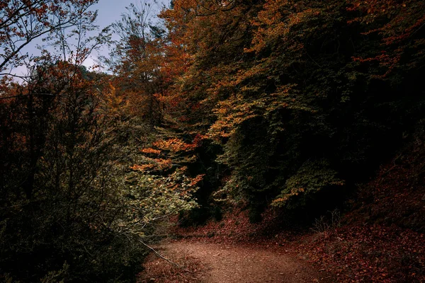 Automne Dans Les Hêtres Parc Naturel Los Ports Senia Catalogne — Photo