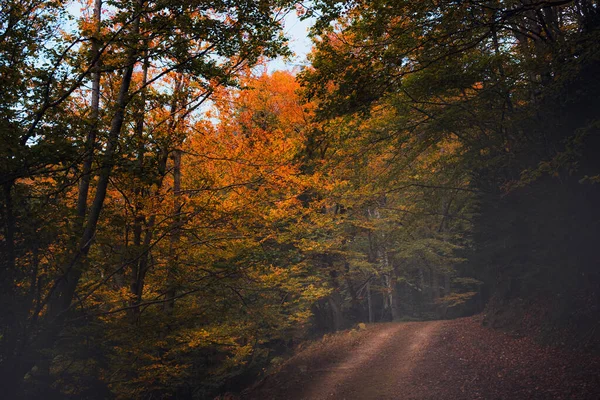 Herfst Beukenbomen Van Los Ports Natural Park Senia Catalonië — Stockfoto