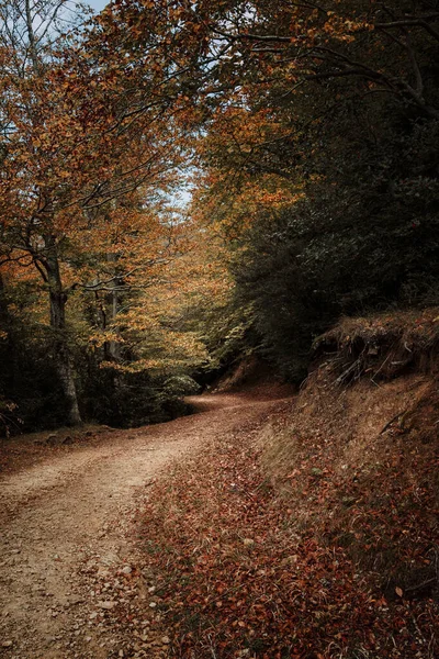 Herfst Beukenbomen Van Los Ports Natural Park Senia Catalonië — Stockfoto