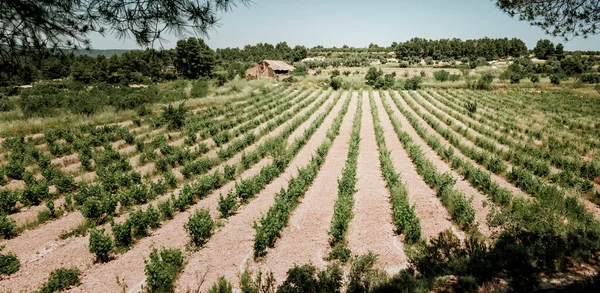 Campos Matarranya Provincia Teruel España —  Fotos de Stock