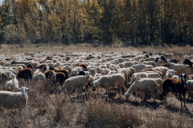 Maestrazgo 'da otlatmak için koyunlar. Teruel bölgesi. İspanya