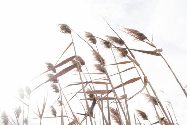 Sazlıklar rüzgarla hareket etti. İspanya 'nın Teruel bölgesindeki Mataranya bölgesi