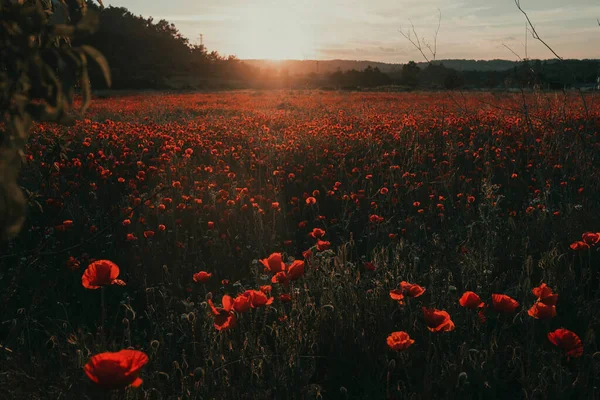 Coucher Soleil Dans Champ Pavot Région Matarranya Teruel Province Espagne — Photo