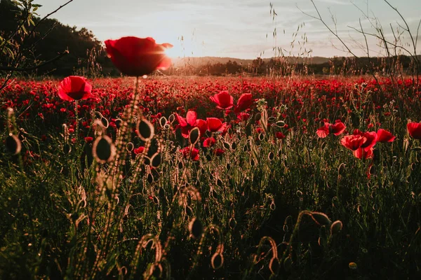 Pôr Sol Campo Papoula Região Matarranya Província Teruel Espanha — Fotografia de Stock