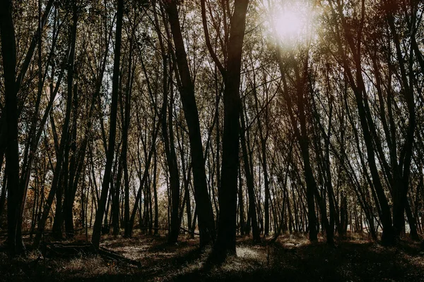 Dikke Bossen Die Nauwelijks Het Zonlicht Doorlaten — Stockfoto