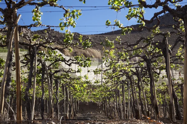 Vineyards — Stock Photo, Image