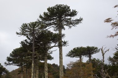 Araucarias Tree. Natural Park of Conguillio clipart