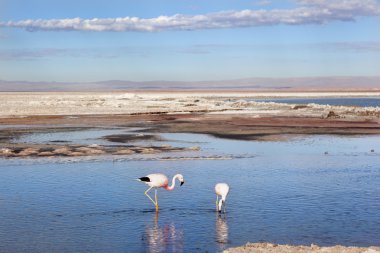 Salar de Atacama flamingolar