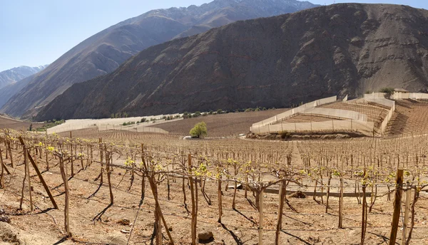 Winnice Elqui Valley — Zdjęcie stockowe