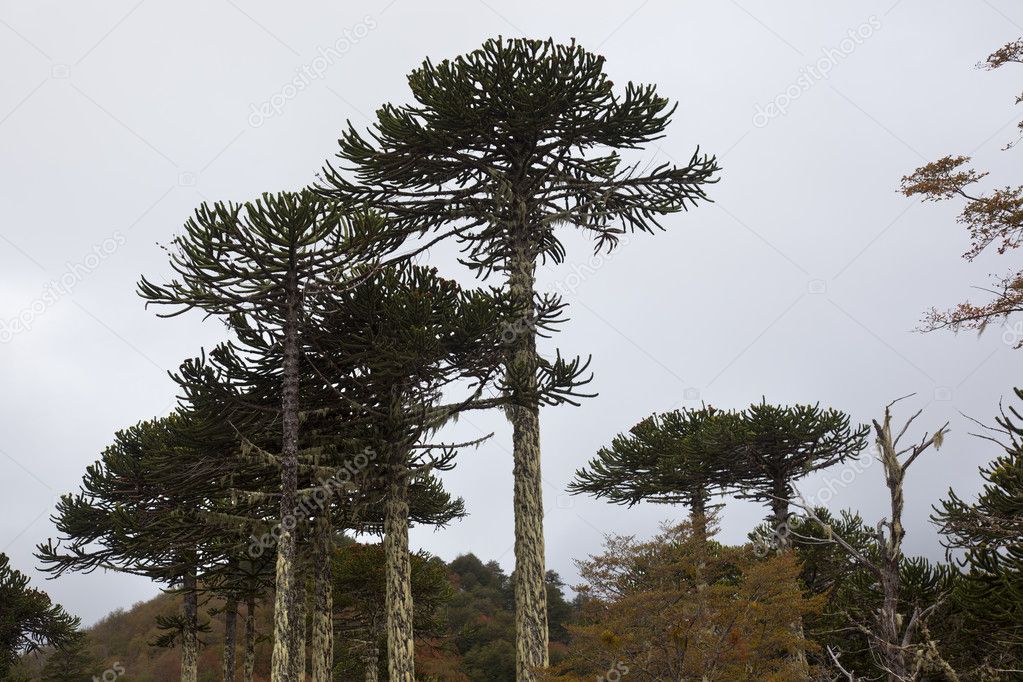 Araucarias Tree. Natural Park of Conguillio