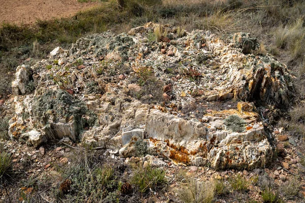 Restos Tocón Árbol Petrificado Monumento Nacional Camas Fósiles Florissant Colorado —  Fotos de Stock