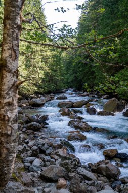 Nooksack Dağı 'ndaki North Fork Nehri. Baker-Snoqualmie Ulusal Ormanı